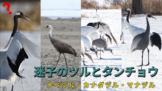 3羽の迷えるツルたち（とタンチョウ）in 北海道