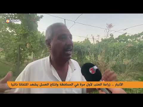الأنبار زراعة العنب لأول مرة في المحافظة وإنتاج العسل يشهد اكتفاء ذاتيا
