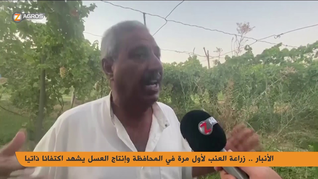 #الأنبار .. زراعة العنب لأول مرة في المحافظة وإنتاج العسل يشهد اكتفاءً ذاتياً