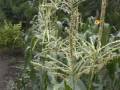 収穫の喜び (Joy of harvest)