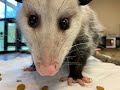 Meet the Virginia Opossum, with Katelyn Moore, Teacher Naturalist at Lichterman Nature Center