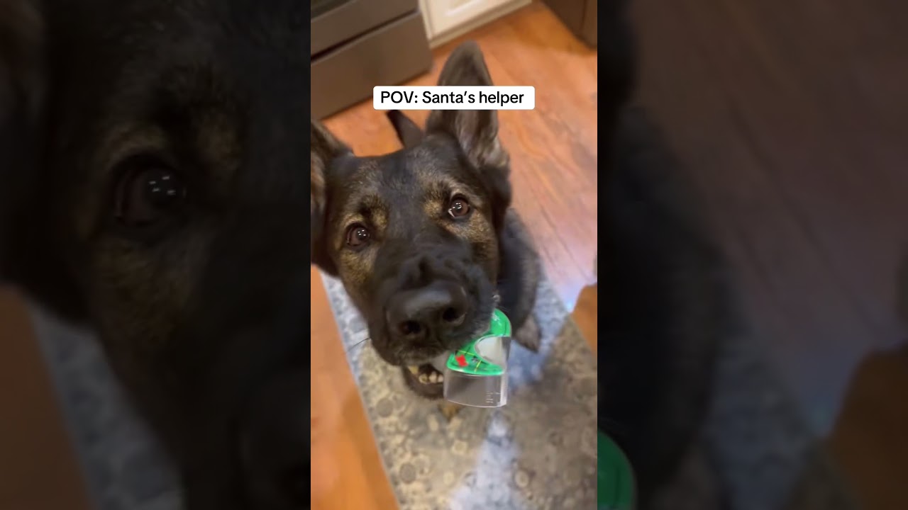 The dog's hilarious reaction when helping its owner look very professional 😂  