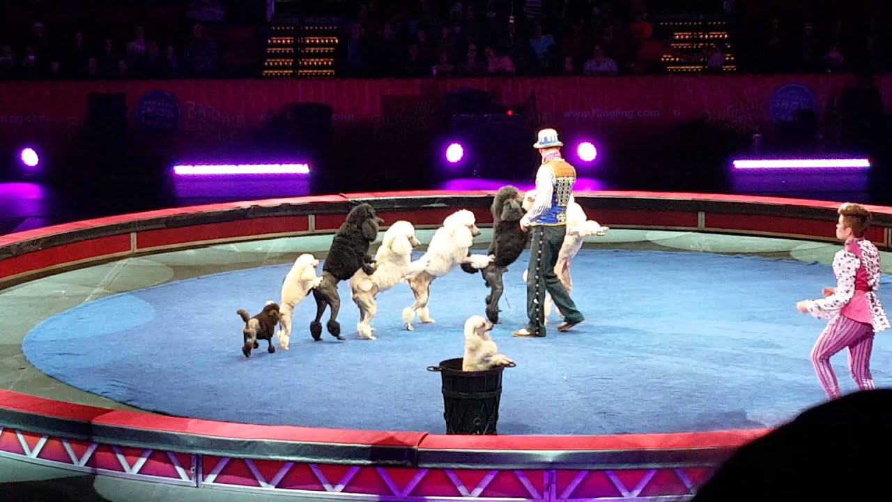 Circus dogs 3 YouTube