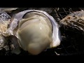 「豊前海一粒かき」牡蠣小屋 Oysters BBQ-2011 冬(2月)