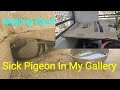 Making roof for sick pigeon it is not able to fly