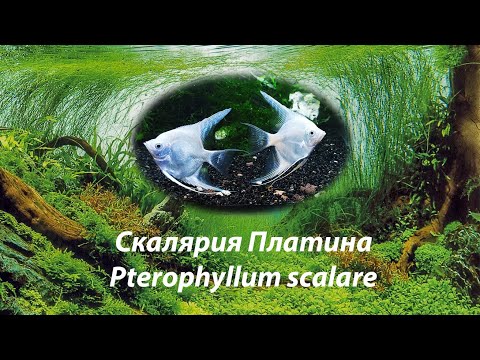 Скалярия Платина / Pterophyllum scalare #белыескалярии #скалярияплатина