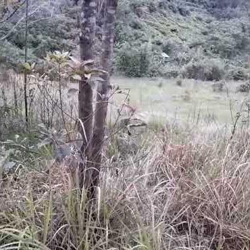 STORY WA TERBARU 2020 || STORY WA 30 DETIK || STORY WA KEREN || TRABAS HUTAN