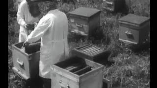 ПЧЕЛОВОДСТВО Ускоренное воспроизводство пчелиных семей СССР 1987 г  СК