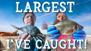 Gigantic, Monster Crabs & Fish Close Out Blue Crab Season in Maryland screenshot 5