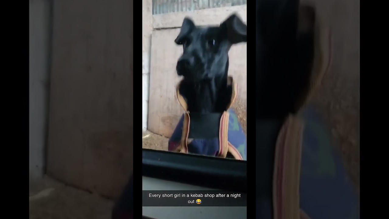 Cute dogs on the farm: embrace country life 