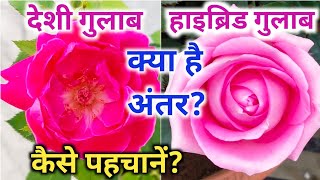 दश और हइबरड गलब म कय ह अतर, कस पहचन.Rose Plant Growing Tips. All About Desi Rose.
