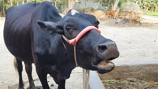 9 Cow Mooing - Whose Voice Is Good | Cow Sound, Cow Hamba Hamba At Rosulpur