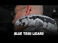 Blue tegu lizard, Buying Cost, Diet, Care Sheet Guide for Beginners