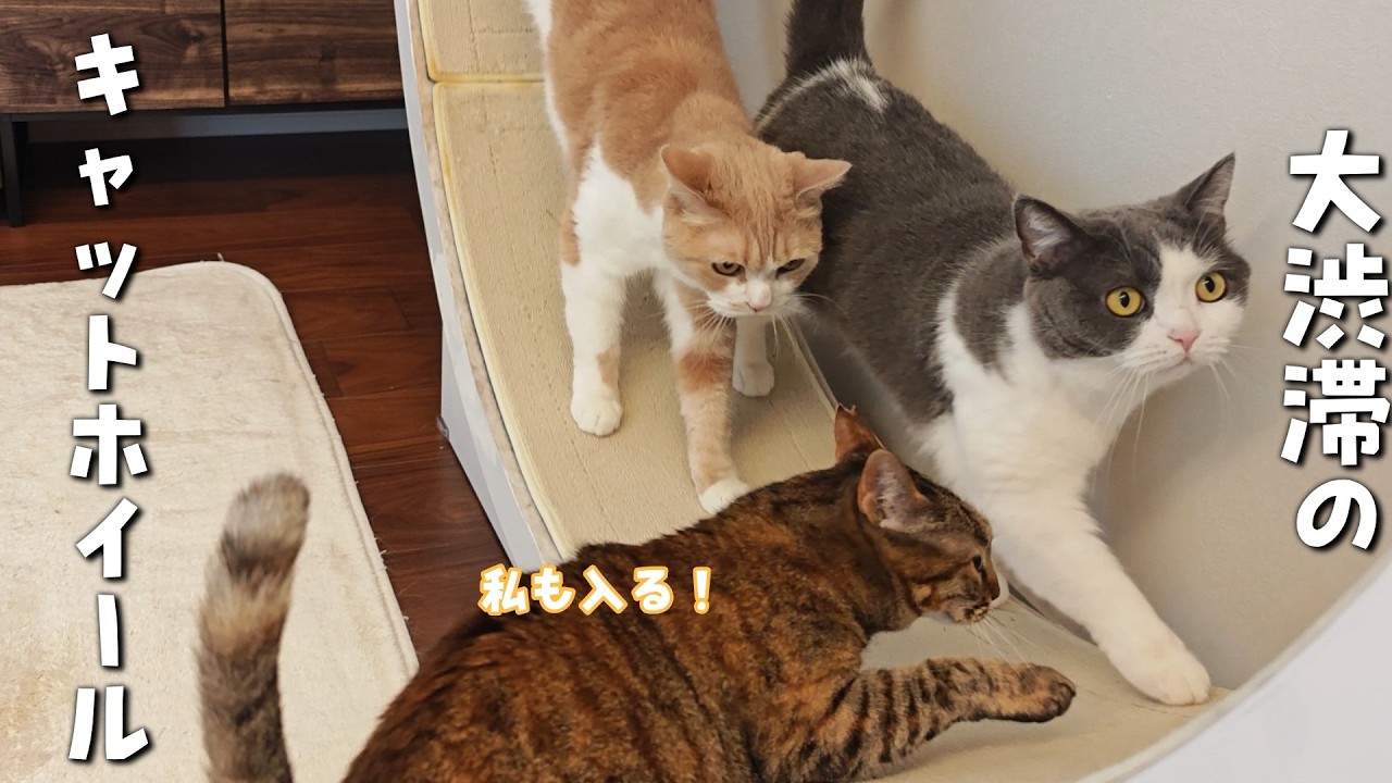 仲良く順番待ちできるかな？我が家のキャットホイール事情