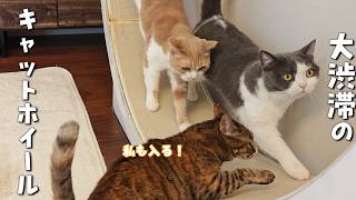 仲良く順番待ちできるかな？我が家のキャットホイール事情