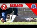 ADIESTRAMIENTO BÁSICO, CÓMO ENTRENAR A MI PERRO "Echado"