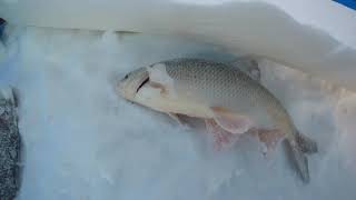 Открытие зимнего сезона на язя 2019-2020 на Оби напротив церкви.