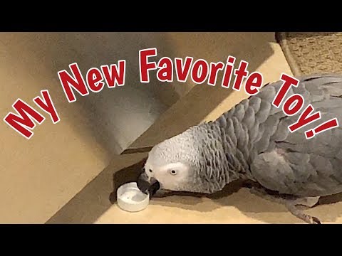 einstein-parrot's-new-favorite-toy