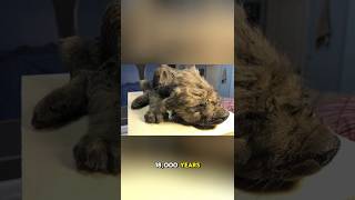 18,000 Years Old Puppy Found Frozen In Siberia
