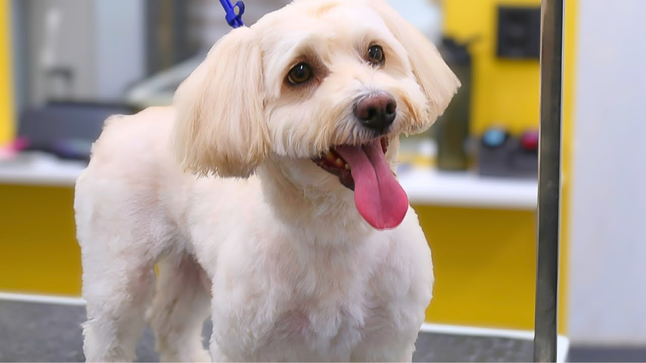 Havanese Milo's Cozy Wash, Brush & Tidy-Up Between Groomings ?✨