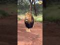 Lion Is Built Different #shorts #facts #youtubeshorts
