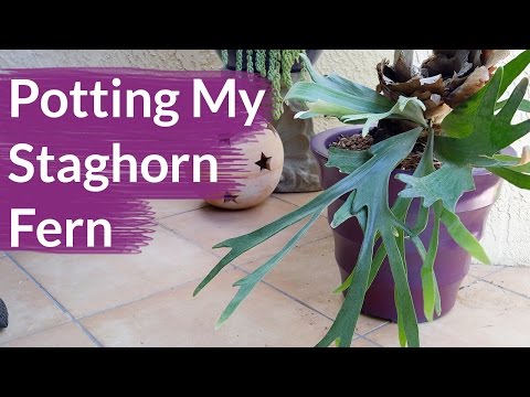Video: Staghorn Fern Pup Propagation - Ano ang Gagawin Sa Staghorn Fern Pups