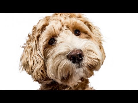 Video: Labradoodle Hondenras Hypoallergeen, Gezondheid En Levensduur