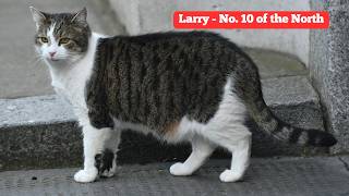 Larry, The Downing Street Cat - No. 10 of the North