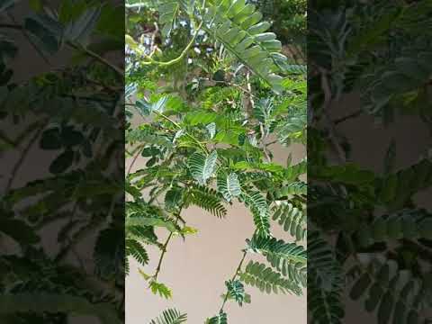شجر الصبار الهندي