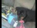 Chihuahua barking at a plaful rottweiler funny dog video