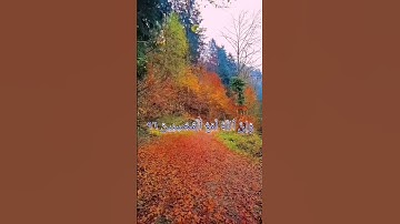 مقطع جميل وممتع لسورة العنكبوت بصوت القارئ من الآية 68 إلى الأية 69