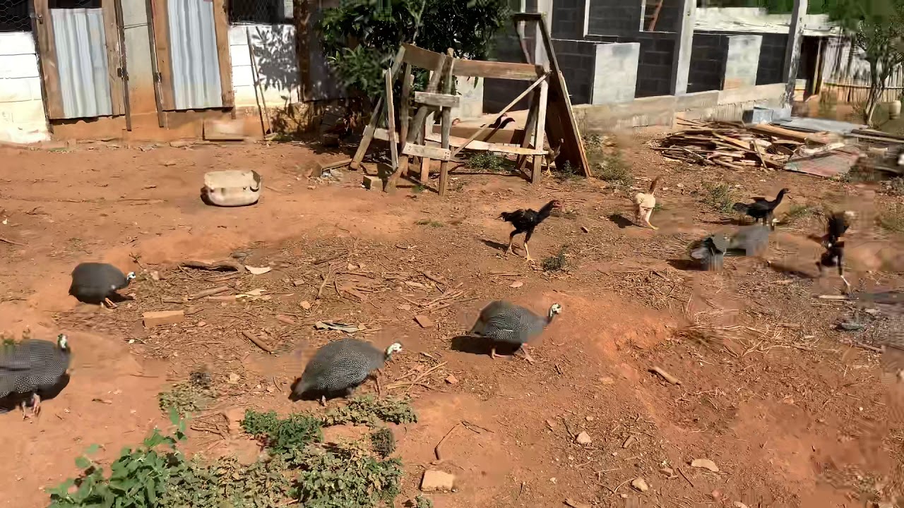 Construindo um CRIATORIO de aves Mura - Como andam as obras do criatório?