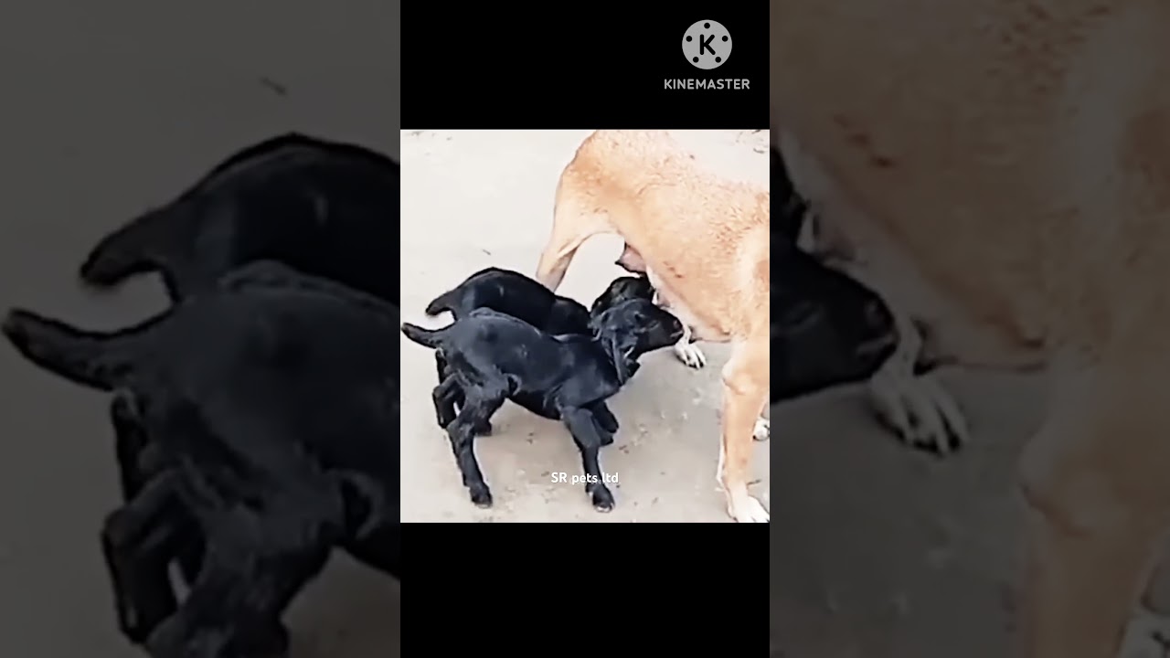 little goats drinking dogs milk 🤣🤣 