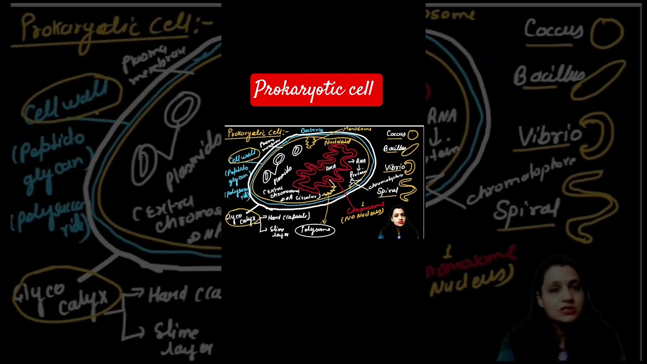 prokaryotic cell. #cytology #prokaryoticcells #education #biology #bacteria #shortvideo #shorts #yt
