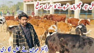 Haral Dairy Farm Jersey Red Frirsian Hf Heifers For Sale In Punjab Stan Pk Janwar Mandi