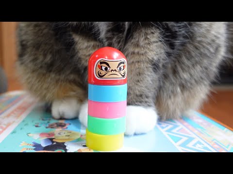 だるま落としチャレンジなねこ。-Cats and Daruma Otoshi Challenge.-