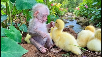 🐒🐥 Baby Monkey Helps Dad Take Care of the Ducks! 💛🚜