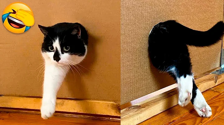 You Laugh You Lose 😼 Funniest Cat Videos Ever 2025😂