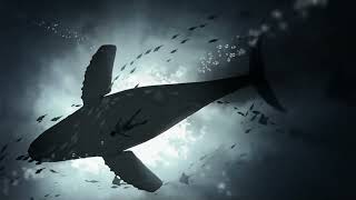 Syed Hassan Samin  Dark Whale   