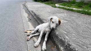 Little Puppy in a Coma, Seizing… Fighting Every Second Before Collapsing-But He Refused to Give Up!
