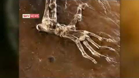 Fossil Ida: "Missing Link" claimed to be found.