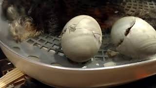 Ameraucana hatching.