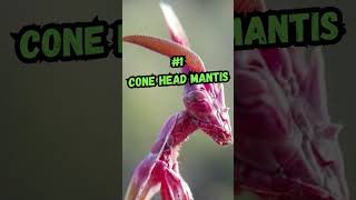 3 Beyond-Strange Mantis Species #shorts