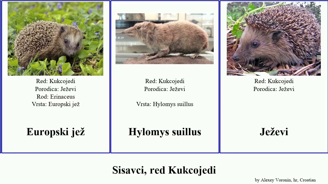 Sisavci, red Kukcojedi jež mammal russula Amurski Hylomys Pustinjski Dream Rovke Ježevi Chris