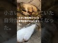 保護猫に教えてもらった事。#保護猫#shorts
