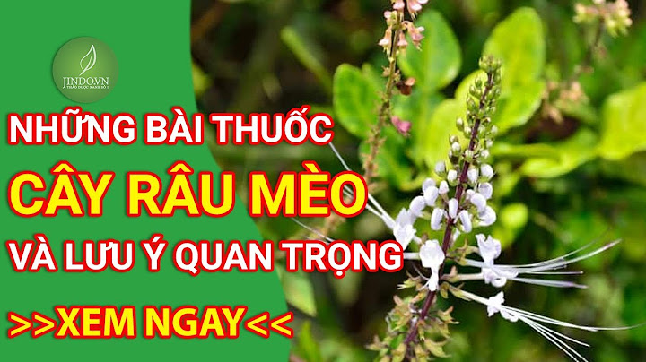 Cây râu mèo trong đông y gọi là cây gì năm 2024