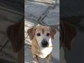 Buenos días ❤️🐕 #lofi #animalshorts #dog #animation #love