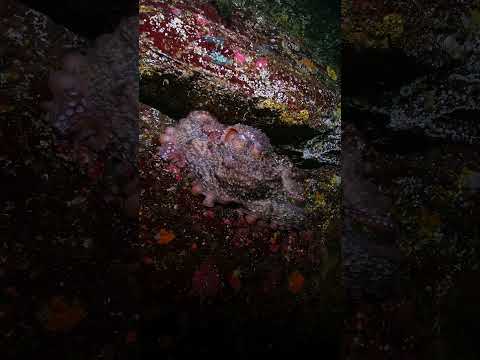 Sleeping Giant Pacific Octopus #octopus #britishcolumbia #scubadiving