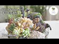 ハンドメイド 高原のオアシス [巻きつく切り株] 制作過程Plateau oasis [Winding stump] Making process [Handmade Succulents 多肉植物]