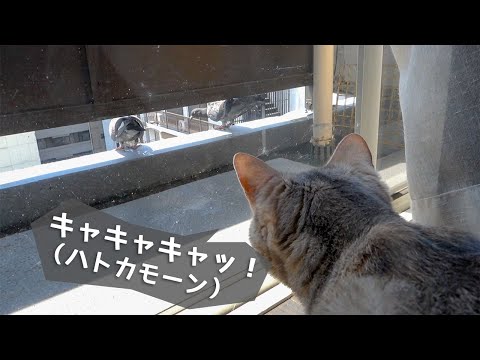 ハトを見つけてキャキャキャキャッ！（猫のクラッキング）